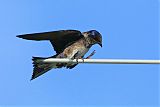 Purple Martin